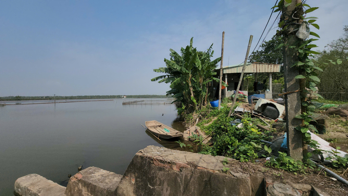 With the protection of mangrove forests, Mr. Vuon's family's aquaculture area is still safe despite being outside the sea dike. Photo: Dinh Muoi.