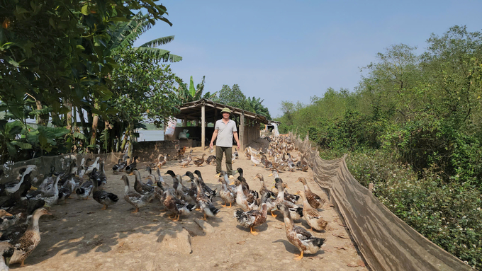 Mr. Doan Van Vuon's family's livestock farming area is protected by mangrove forests. Photo: Dinh Muoi.