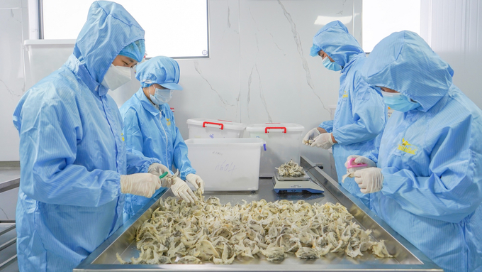 Raw bird's nest processing. Photo: Minh Dam.