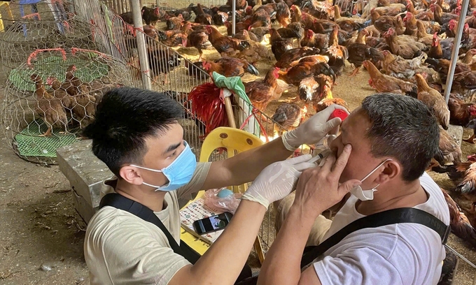 Veterinary staff take samples from people at the poultry market. Photo: BT.