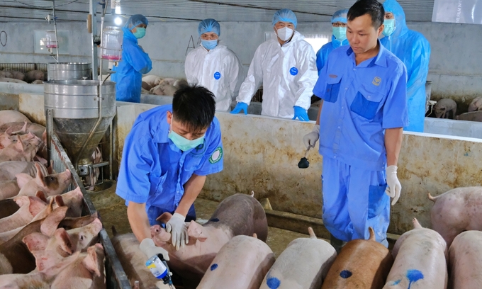 Leaders of the Ministry of Agriculture and Rural Development monitor the vaccination situation on pigs. Photo: Bao Thang.