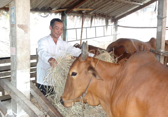 Cải thiện chất lượng khẩu phần ăn cho bò thịt là một trong những giải pháp giảm phát thải trong chăn nuôi. Ảnh: Sơn Trang.