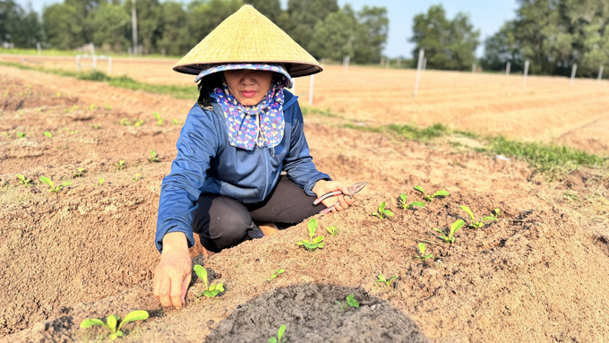 Nông dân xã Thạch Văn tất bật xuống giống và chăm sóc rau màu để kịp cung ứng cho thị trường cuối năm. Ảnh: Ánh Nguyệt.