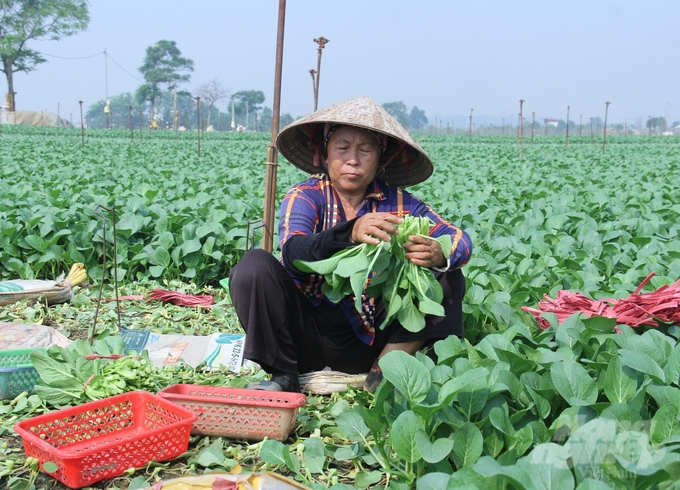 Đến hiện tại, công tác khôi phục sản xuất tại Hà Nội và các địa phương diễn ra thuận lợi. Trà rau trồng lại sau bão đã cho thu hoạch. Ảnh: Trung Quân.