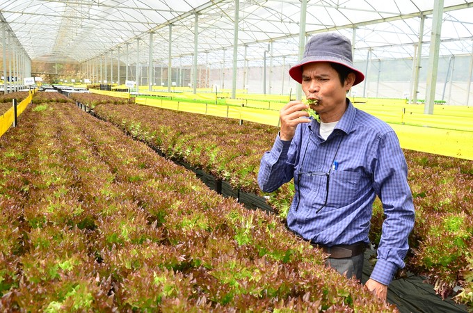 Mr. Tran Huy Duong (Lang Biang Farm Company) confidently eats vegetables right at the greenhouse. Photo: Duong Dinh Tuong.