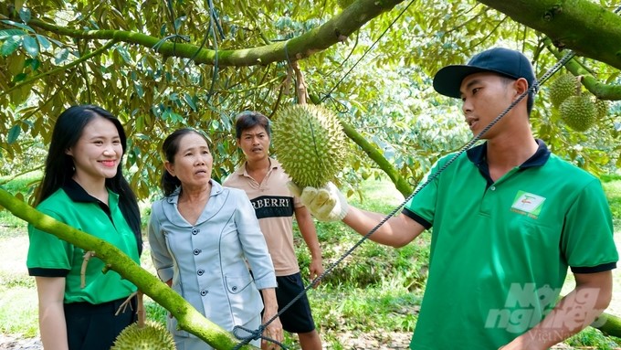 Tay Ninh durian has great potential for development. Photo: TT.