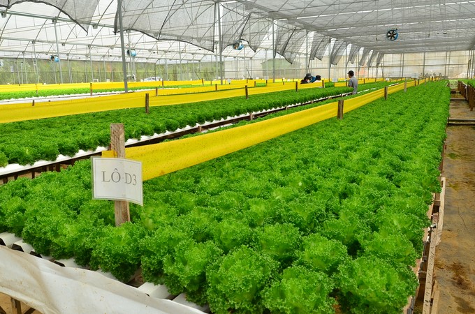 Vegetable growing greenhouse in Da Lat. Photo: Duong Dinh Tuong.