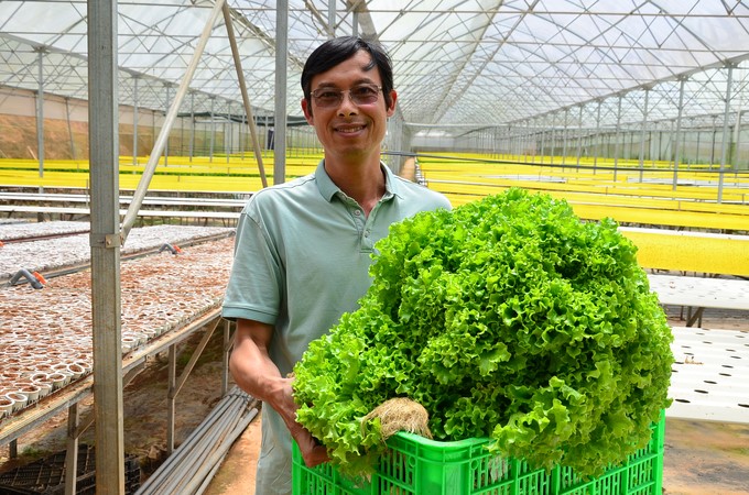 Harvesting vegetables grown in greenhouses. Photo: Duong Dinh Tuong.