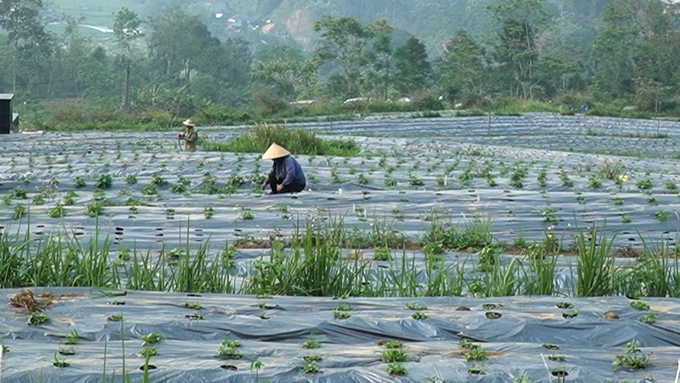 The project for cultivating valuable medicinal plants in Ba Be district has initially shown positive results. Photo: Ngoc Tu.