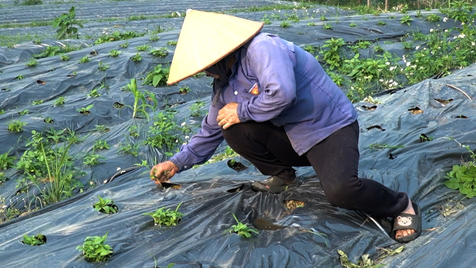 Bac Kan province has identified that the medicinal plant cultivation areas must be linked with on-site processing facilities. Photo: Ngoc Tu.