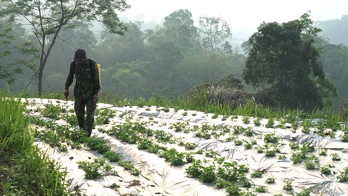 Bac Kan province aims for products derived from medicinal plants to become the province's key products in the near future. Photo: Ngoc Tu.