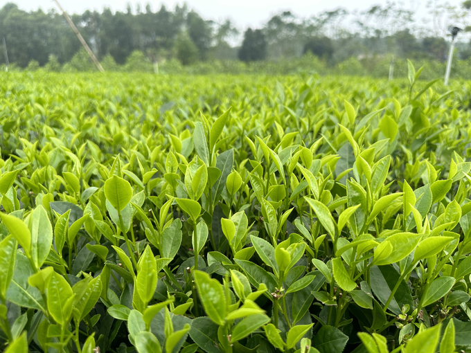 Tea hills at Tra Cao Son Cooperative. Photo: Quang Linh.