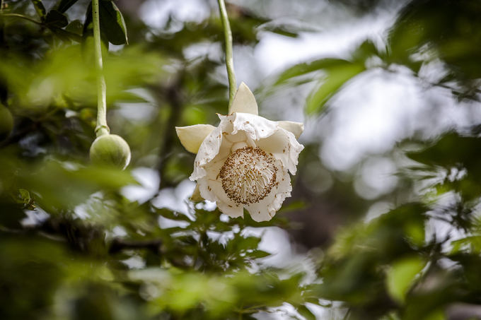 A baobab flower.