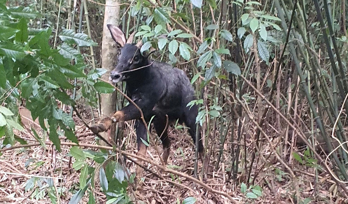 The rare male mountain goat was discovered trapped in a snare. Photo: Tuong Duong Forest Protection Management Board.