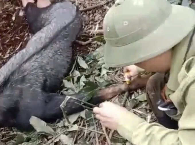 After the successful rescue, the forest protection team quickly treated the wound to minimize the risk of infection. Photo: Tuong Duong Forest Protection Management Board.