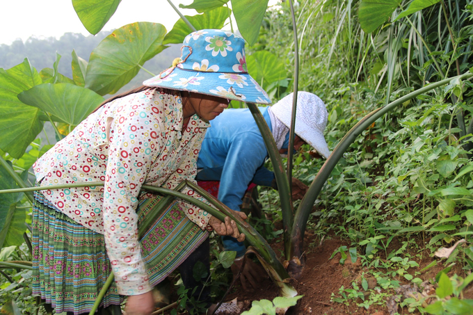 Với đặc thù về khí hậu, thổ nhưỡng, khoai sọ ở Trạm Tấu cho chất lượng thơm ngon, được nhiều người ưa chuộng. Ảnh: Thanh Tiến.