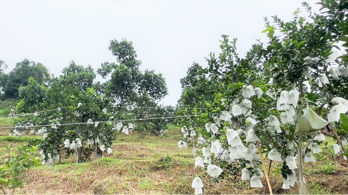 Vườn cam hữu cơ hộ anh Thắng được bao quả kết hợp nuôi kiến vàng để nâng cao năng suất, chất lượng. Ảnh: Thanh Nga.