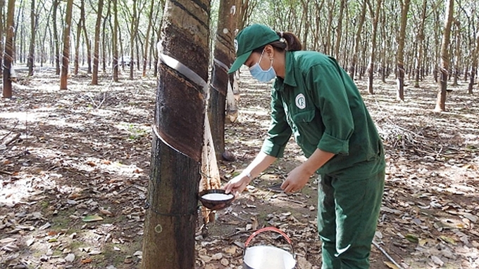 Cập nhật giá cả thị trường cao su hôm nay 13/10/2024