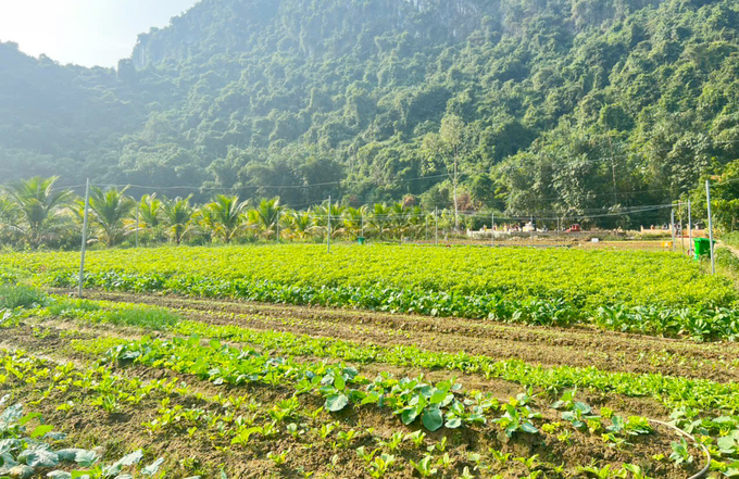 Những vườn rau không chỉ phục vụ nhu cầu trải nghiệm mà còn là nguồn cung ứng cho các du thuyền hoạt động trên vịnh Lan Hạ. Ảnh: Đinh Mười.