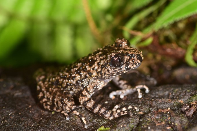 The brother toothed toad species was discovered on Po Ma Lung mountain in Lai Châu. Photo: Thanh Luan.