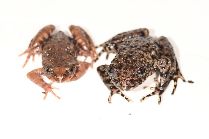 Sterling Toothed Toad (left) and Brother Toothed Toad (right) show differences when encountered in the same habitat. Photo: Thanh Luan.