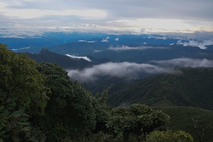 Habitat of Po Ma Lung Peak. Photo: Thanh Luan.