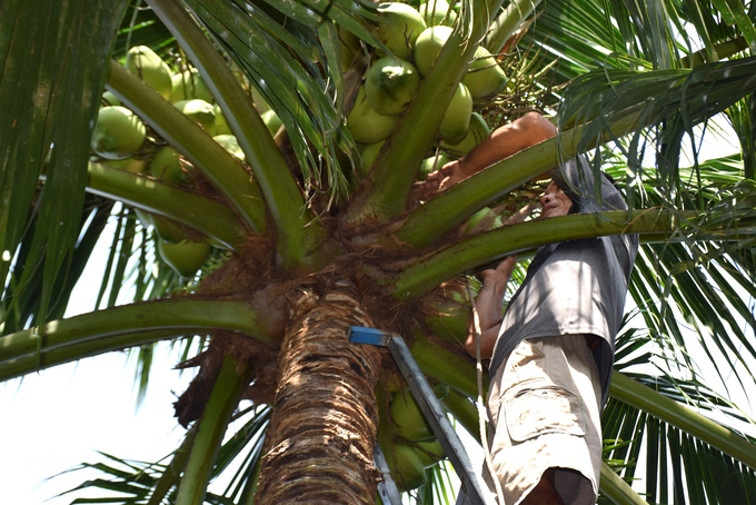 Vinanutrifood Binh Dinh will build a factory to process 20,000 fresh diamond coconuts per day, 30,000 skull coconuts per day and 20,000 coconut flesh per day. Photo: V.D.T.