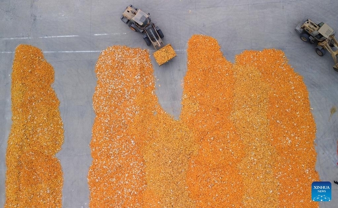 An aerial drone photo taken on Oct. 9, 2024 shows farmers driving agricultural machinery to air harvested corns at Deping Township of Linyi County, east China's Shandong Province. The autumn grain harvest season has begun across the country. Photo: Xinhua.