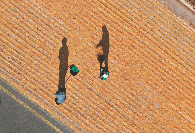 Farmers dry corn in the sun in Yangliuxue town, Binzhou, Shandong province.