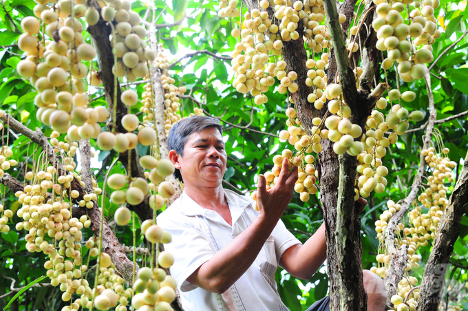 Hiện nay TP Cần Thơ đang phát triển nhiều cây ăn trái đặc sản tập trung phục vụ xuất khẩu. Ảnh: Lê Hoàng Vũ.