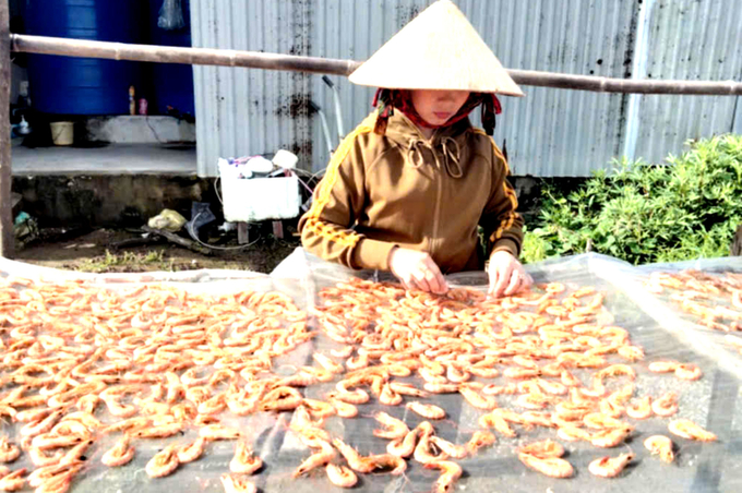 Chị Lý Ngọc Thùy đang phơi tôm. Ảnh: Cẩm Tiên.