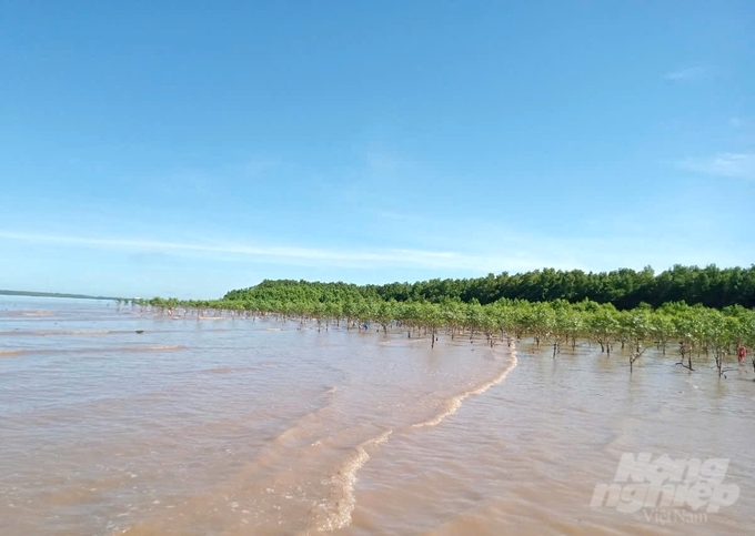 Một khu vực bãi bồi ven biển được tỉnh Sóc Trăng trồng và khôi phục thành công rừng phòng hộ ven biển. Ảnh: Trung Chánh.