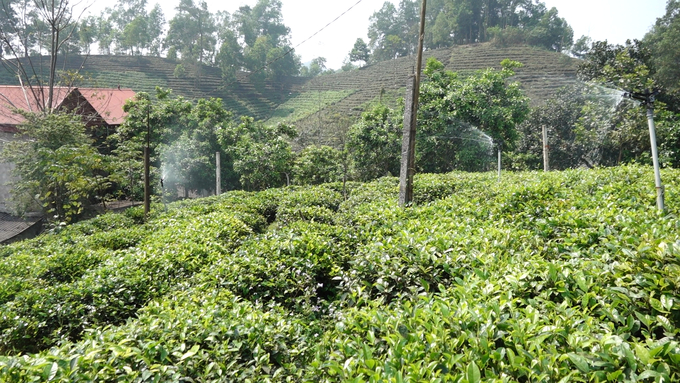 Khe Coc Safe Tea Cooperative has more than 40 hectares of tea certified with production unit codes. Photo: Quang Linh.