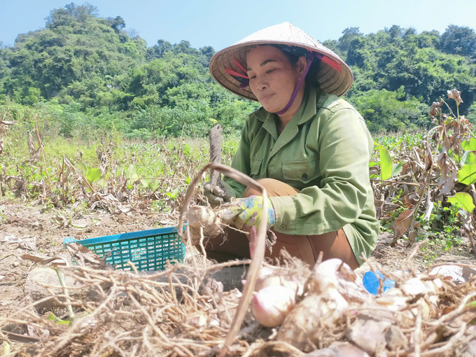 Chị Nông Thị Xuyến (xã Cư Lễ) cho biết, năm nay nhiều hộ có thu nhập khá từ cây dong riềng. Ảnh: Ngọc Tú. 