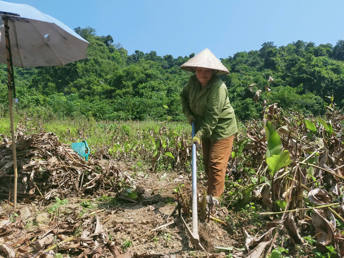 Cây dong riềng có thể trồng ở soi bãi, ruộng cạn, đất ven đồi nên phù hợp với các tỉnh miền núi. Ảnh: Ngọc Tú. 