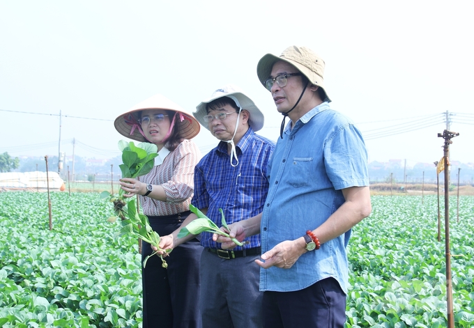 According to Mr. Nguyen Nhu Cuong, this winter crop, the northern provinces aim to increase by 50,000 hectares compared to previous years. Photo: Trung Quan.