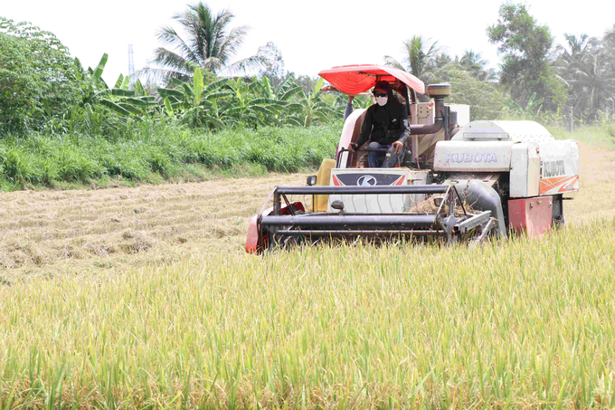 Tại Trà Vinh, mô hình điểm tham gia Đề án 1 triệu ha lúa chất lượng cao, phát thải thấp trong vụ hè thu đạt trung bình 6 tấn/ha. Ảnh: Hồ Thảo.