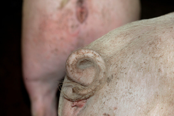 French pig farmers will receive an additional €0.04/kg slaughter weight for every pig that arrives at the slaughterhouse with an entire tail. Photo: Hans Prinsen.