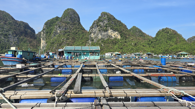 Nuôi biển là thế mạnh của tỉnh Quảng Ninh nhưng bà con chủ yếu vẫn nuôi trồng theo cách truyền thống. Ảnh: Cường Vũ