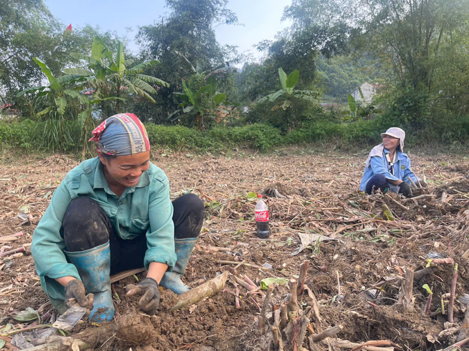 Tranh thủ trời nắng, người dân xã Côn Minh (huyện Na Rì) tập trung thu hoạch dong riềng. Ảnh: Ngọc Tú. 