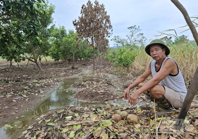 Theo ông Hà Văn Hiển (thôn Kệ Châu 2, xã Phú Cường, huyện Kim Động), mặc dù đã triển khai các biện pháp khôi phục vườn bưởi nhưng vẫn còn nỗi lo bùng phát bệnh, chết cây. Ảnh: Trung Quân.