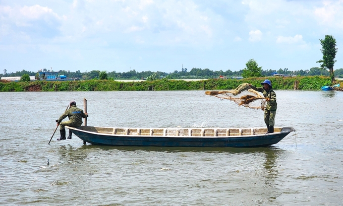 Since the beginning of the year, diseases on pangasius have decreased in both scope and area. Photo: Kim Anh.