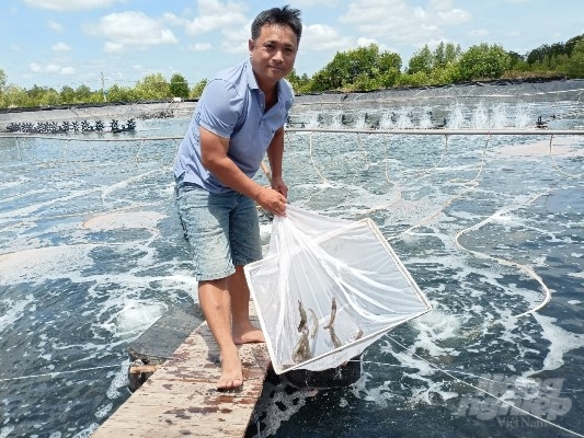 Mr. Binh is checking the shrimp. Photo: Trong Linh.