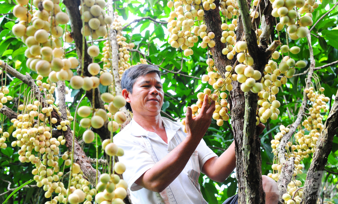 Currently, Can Tho City is developing many specialty fruit trees focusing on export. Photo: Le Hoang Vu.