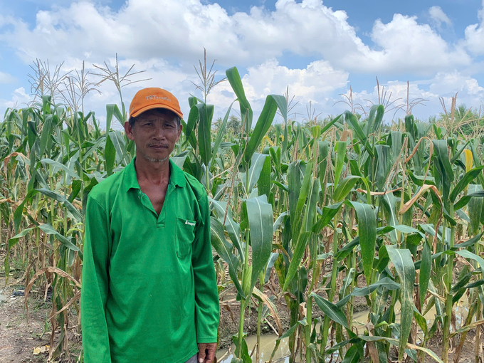 Anh Phạm Nghiệp Châu (ấp Mỹ 1, xã Vĩnh Phú Đông, huyện Phước Long) chia sẻ kinh nghiệm trồng bắp. Ảnh: Như Băng.