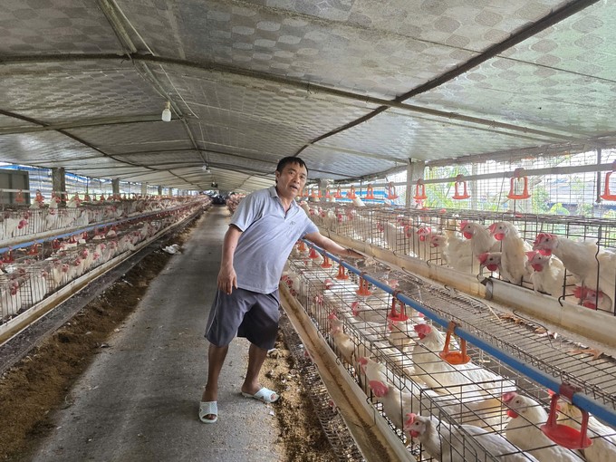 The livestock industry is having the companionship of the State and businesses after the damages caused by storm No. 3. Photo: Dinh Muoi.