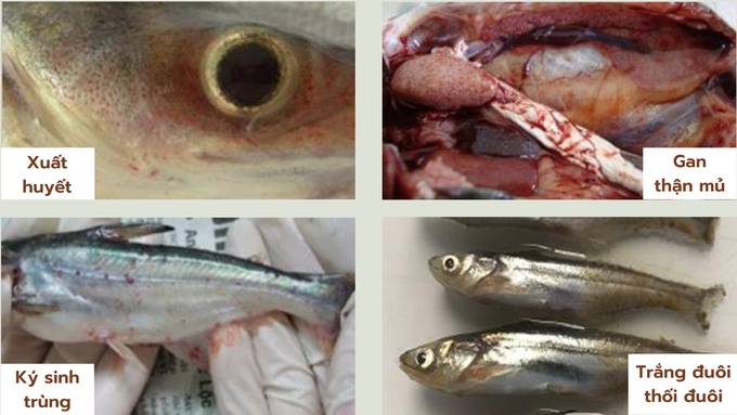 Some common diseases seen on pangasius in the Mekong Delta (hemorrhagic disease, bacillary necrosis, parasite disease, tail rot disease). Photo: Kim Anh.