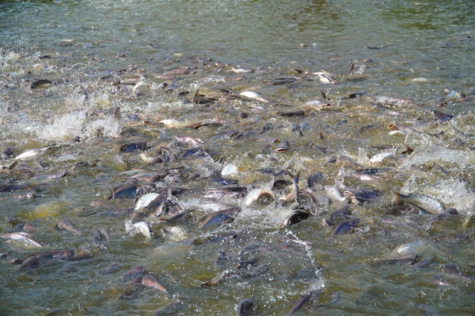 There are currently 1,690 facilities nationwide that produce and breed pangasius. Facilities need to develop plans and proactively monitor diseases. Photo: Kim Anh.