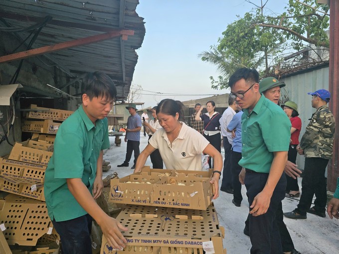 Dabaco Chicken Breeding Co., Ltd. supports seeds for a household in Kien Thuy district, Hai Phong city. Photo: Dinh Muoi.