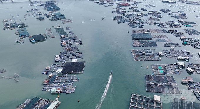 Cage fish farming area on the Cha Va river (Vung Tau city). Photo: Le Binh.